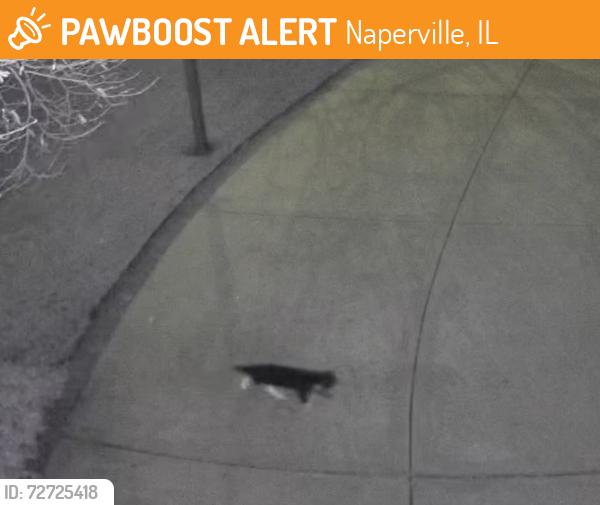 Found/Stray Unknown Cat last seen Knoch Knolls/Seiler, Naperville, IL 60565