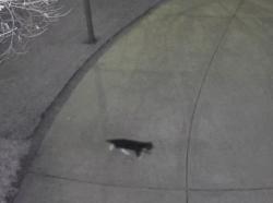 Found/Stray Unknown Cat last seen Knoch Knolls/Seiler, Naperville, IL 60565