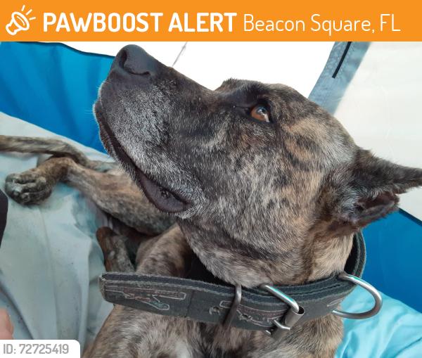Found/Stray Male Dog last seen Bradford dr & moog road, Beacon Square, FL 34691