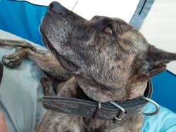 Found/Stray Male Dog last seen Bradford dr & moog road, Beacon Square, FL 34691