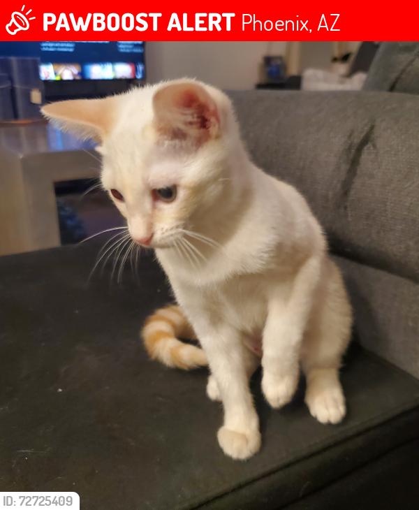 Lost Female Cat last seen 36th st and McDowell Rd, Phoenix, AZ 85008, Phoenix, AZ 85008