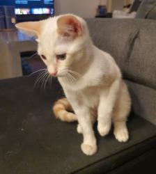 Lost Female Cat last seen 36th st and McDowell Rd, Phoenix, AZ 85008, Phoenix, AZ 85008