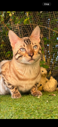 Lost Male Cat last seen PO1 1EB, Portsmouth, England PO1 1EB