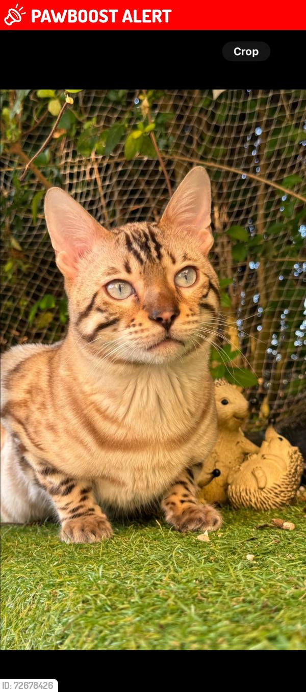 Lost Male Cat last seen PO1 1EB, Portsmouth, England PO1 1EB