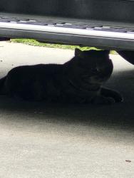 Found/Stray Unknown Cat last seen Commonwealth , Houston, TX 77006