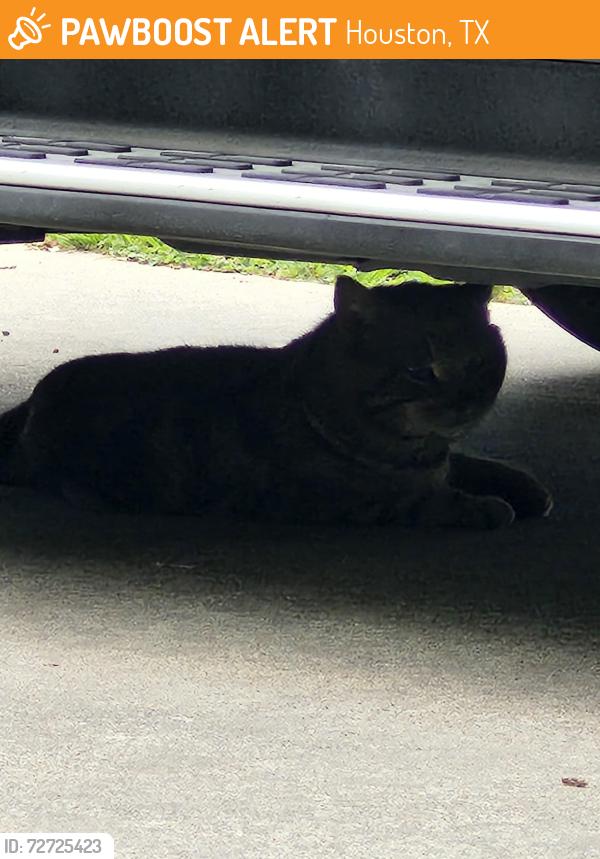 Found/Stray Unknown Cat last seen Commonwealth , Houston, TX 77006