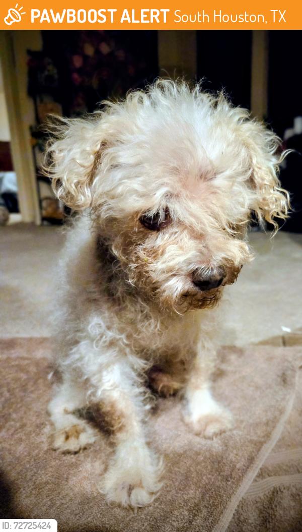 Found/Stray Male Dog last seen Near Dallas St, South Houston TX, South Houston, TX 77587