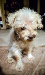 Found/Stray Male Dog last seen Near Dallas St, South Houston TX, South Houston, TX 77587