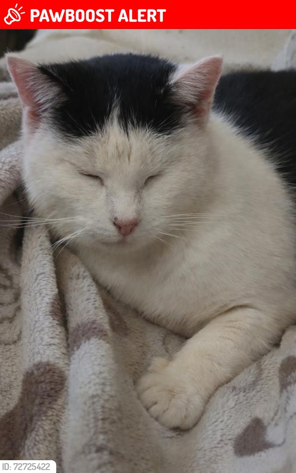 Lost Female Cat last seen Brough street, Derby, England DE22 3NE