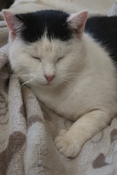 Lost Female Cat last seen Brough street , Derby, England DE22 3NE