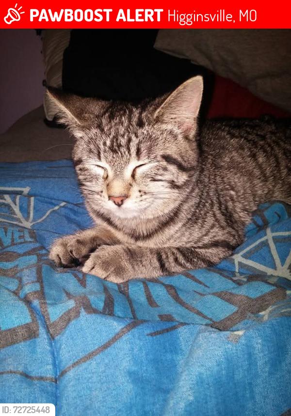 Lost Female Cat last seen Fairgrounds Ave, Higginsville, MO 64037