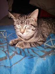 Lost Female Cat last seen Fairgrounds Ave, Higginsville, MO 64037