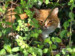 Found/Stray Unknown Cat last seen Ridge Dr and 193 / on footpath , McLean, VA 22102