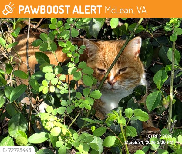 Found/Stray Unknown Cat last seen Ridge Dr and 193 / on footpath , McLean, VA 22102