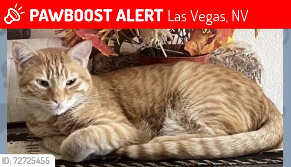 Lost Male Cat last seen Rainbow & Grand Teton, Las Vegas, NV 89131