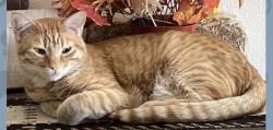 Lost Male Cat last seen Rainbow & Grand Teton, Las Vegas, NV 89131