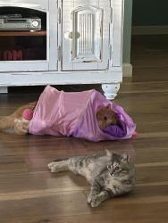 Lost Female Cat last seen weisenbaker rd  fort howard rd, Rincon, GA 31326