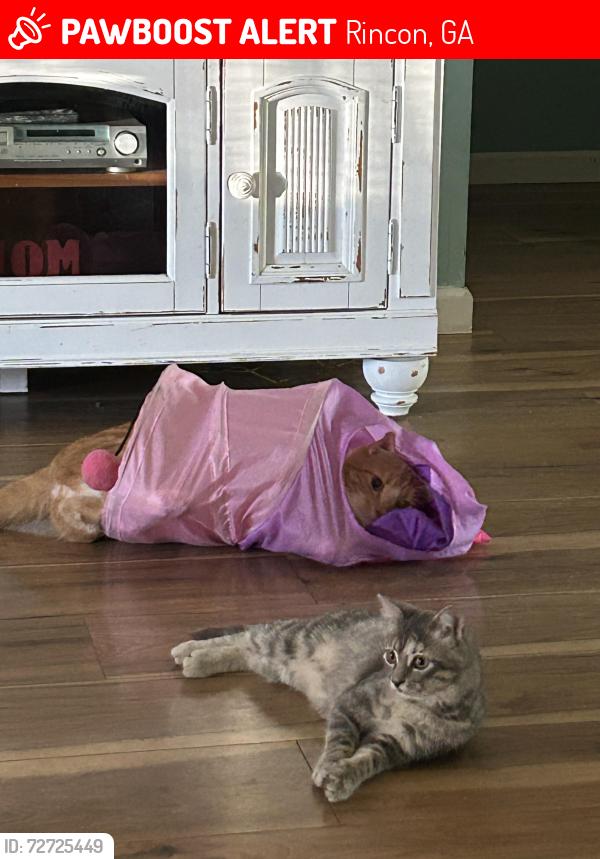 Lost Female Cat last seen weisenbaker rd  fort howard rd, Rincon, GA 31326