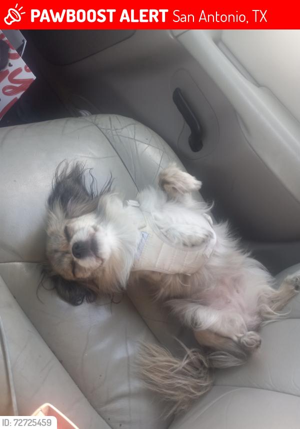 Lost Female Dog last seen Evers 410, San Antonio, TX 78238