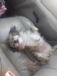 Lost Female Dog last seen Evers 410, San Antonio, TX 78238