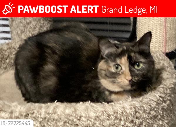 Lost Female Cat last seen Harrell & Acadia, Grand Ledge, MI 48837