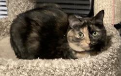 Lost Female Cat last seen Harrell & Acadia , Grand Ledge, MI 48837