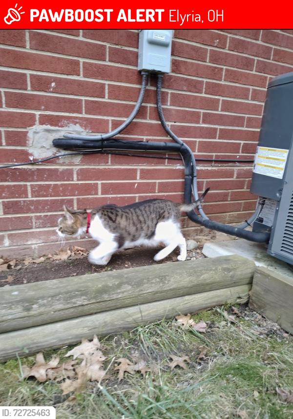 Lost Female Cat last seen Park Avenue , Elyria, OH 44035