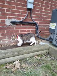 Lost Female Cat last seen Park Avenue , Elyria, OH 44035
