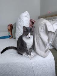 Lost Male Cat last seen SW 49th Ave, Ocala, FL 34476