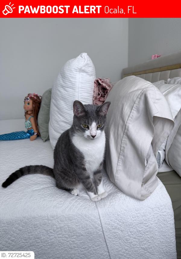 Lost Male Cat last seen SW 49th Ave, Ocala, FL 34476