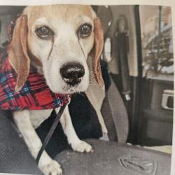 Lost Female Dog last seen Hilbish and Baker in Ellet on Sunday morning, Akron, OH 44305