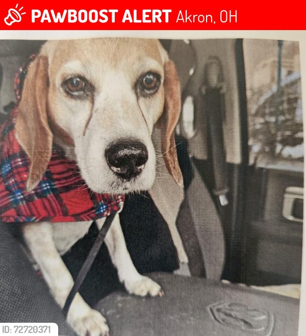 Lost Female Dog last seen Hilbish and Baker in Ellet on Sunday morning, Akron, OH 44305