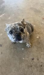 Lost Female Dog last seen Wanda Lane and Palm Avenue, Valle Vista, CA 92544