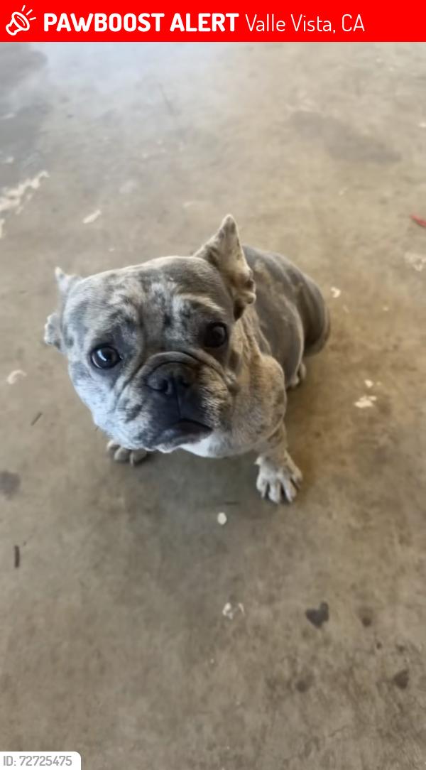 Lost Female Dog last seen Wanda Lane and Palm Avenue, Valle Vista, CA 92544