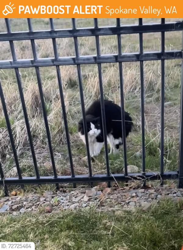 Found/Stray Unknown Cat last seen Near at Trillium apmts, Spokane Valley, WA 99216