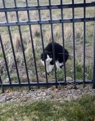 Found/Stray Unknown Cat last seen Near at Trillium apmts, Spokane Valley, WA 99216