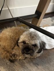 Found/Stray Male Dog last seen Reinerman and Darling, Houston, TX 77007