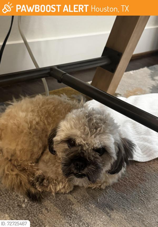 Found/Stray Male Dog last seen Reinerman and Darling, Houston, TX 77007