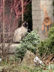 Found/Stray Unknown Cat last seen Benedict Court, London, ON N5Y 5H6