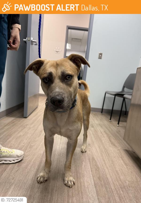 Found/Stray Male Dog last seen Midway hollow pet clinic, Dallas, TX 75220