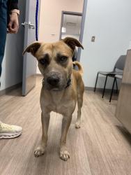 Found/Stray Male Dog last seen Midway hollow pet clinic, Dallas, TX 75220