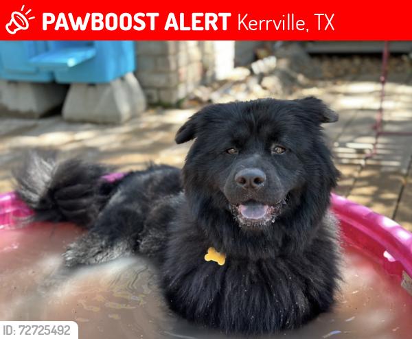 Lost Male Dog last seen N/A no sighting have been reported , Kerrville, TX 78028