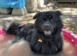 Lost Male Dog last seen N/A no sighting have been reported , Kerrville, TX 78028