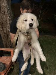 Found/Stray Male Dog last seen Casa Linda Park (Old Gate Ln and Groveland Dr), Dallas, TX 75218