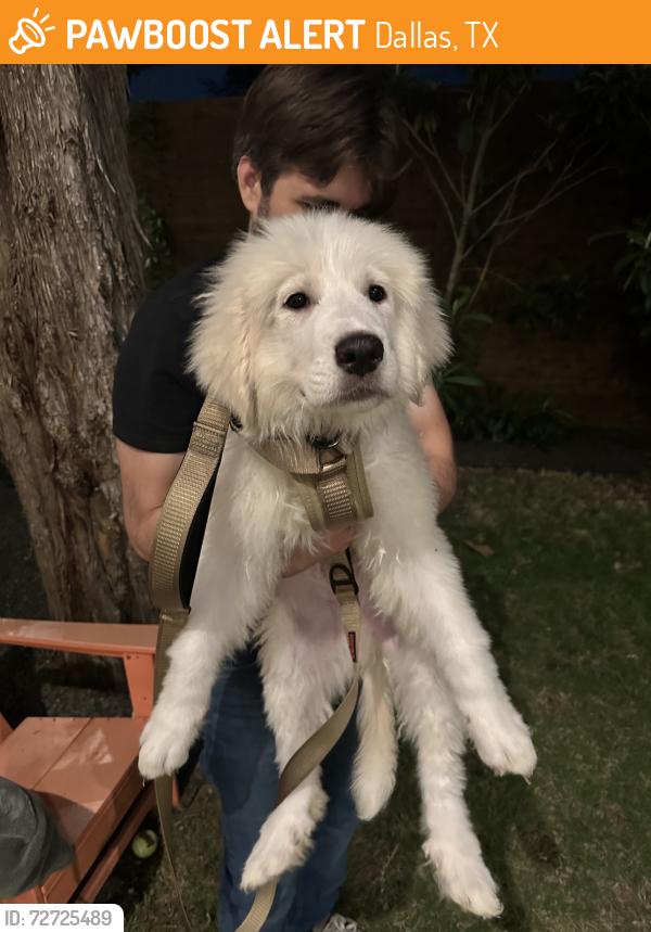 Found/Stray Male Dog last seen Casa Linda Park (Old Gate Ln and Groveland Dr), Dallas, TX 75218