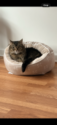 Lost Male Cat last seen Purdy ave , Staten Island, NY 10314