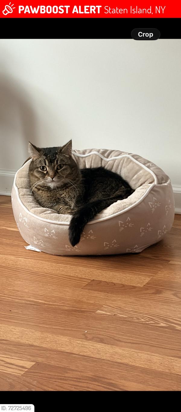 Lost Male Cat last seen Purdy ave , Staten Island, NY 10314