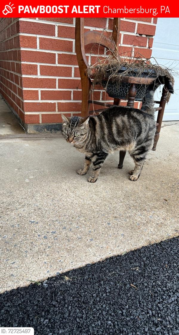 Lost Unknown Cat last seen Walker Road, Chambersburg, PA 17202