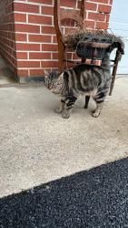 Lost Unknown Cat last seen Walker Road, Chambersburg, PA 17202
