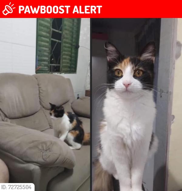 Lost Female Cat last seen Avenida Serafim Machado, bairro Mário Quintana , Mário Quintana, RS 91250-105